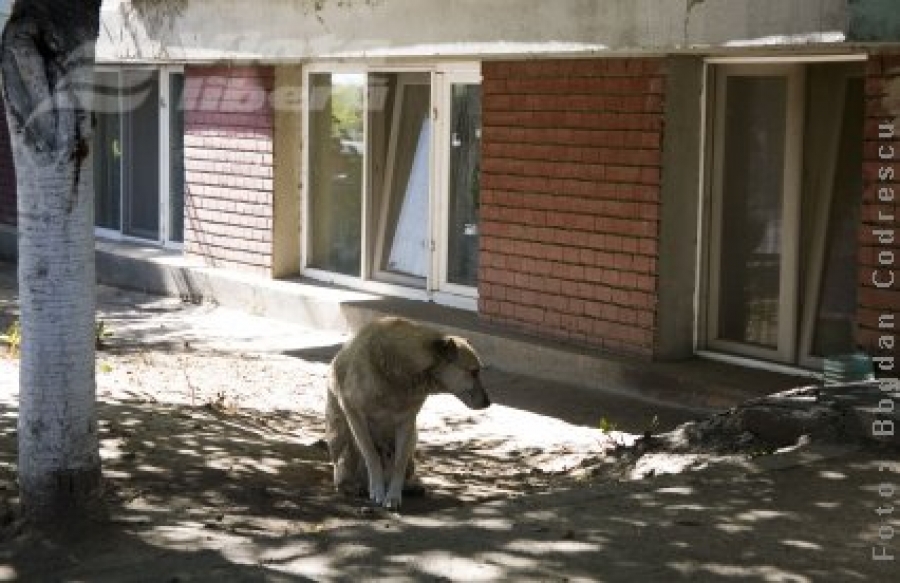 Spărgătorii de locuinţe – după gratii