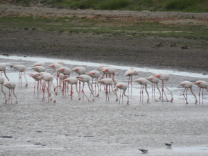 Păsările flamingo din Deltă, alungate