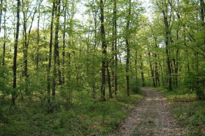 Galaţiul are 37.260 de hectare de pădure