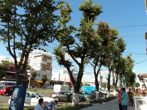 După tăiere, urmează plantarea: Gospodărire Urbană cumpără 1.500 de arbori
