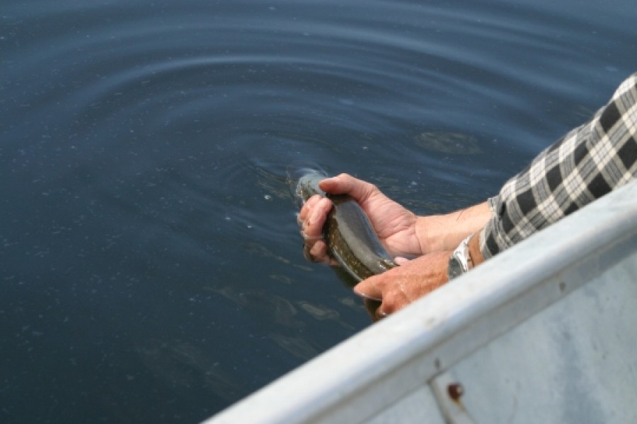 Catch and release: prindem peştele, doar de plăcere