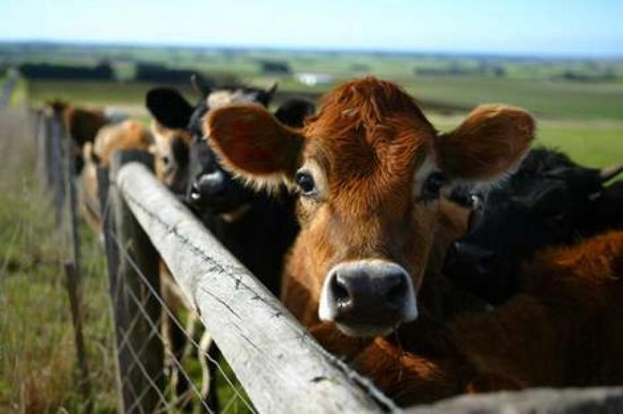 Pe ultima sută de metri, la bani pentru bovine