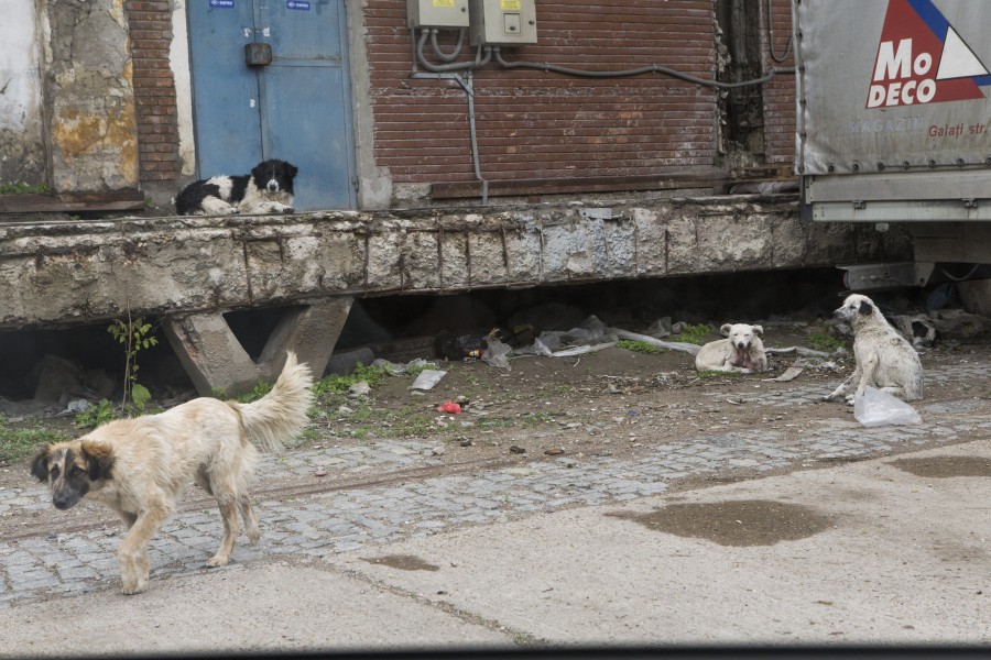 Ecosal face faţă cu greu sesizărilor: Depozitul din Micro 39, invadat de câini (FOTO)