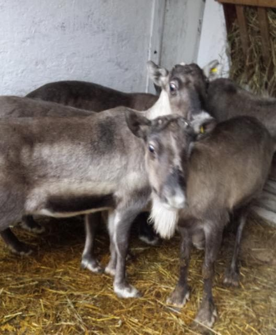 Atenţie, copii şi părinţi! Renii Rudolph şi Dasher, găzduiţi la Tecuci