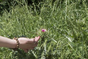 Galaţi, ORAŞUL BURUIENILOR/ În Grădina Publică au înflorit CIULINII (FOTO)