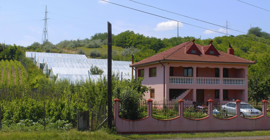 Munca grea dă gust roadelor. O afacere de familie pune legume pe mesele gălăţenilor (FOTO)