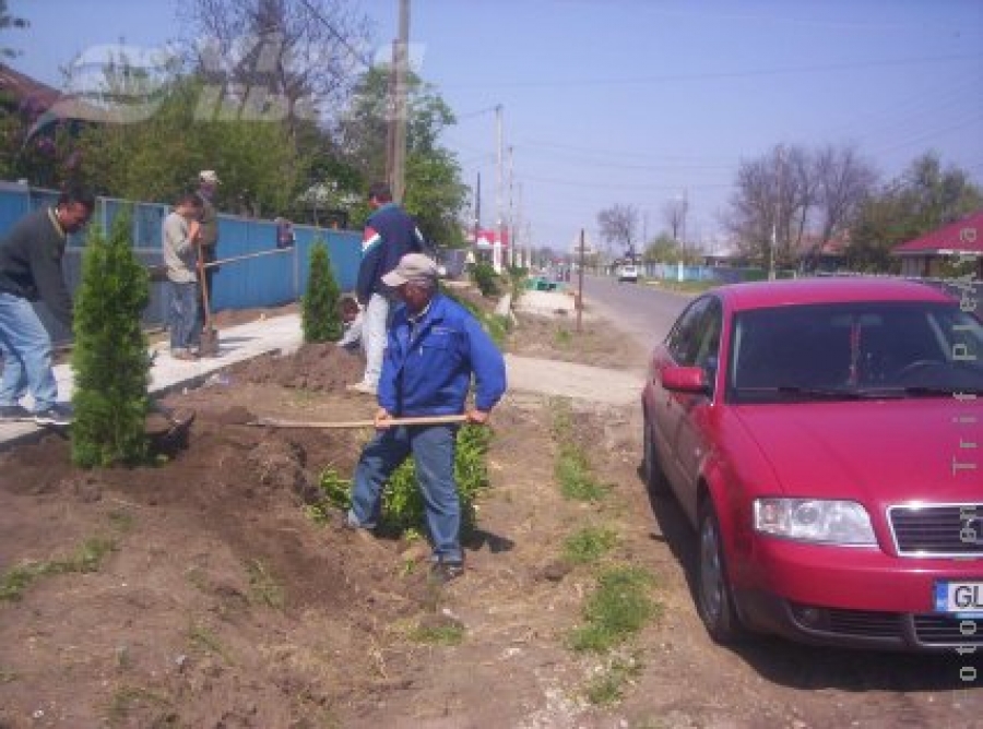 1000 de tuia din Ungaria, plantaţi la Fârţăneşti