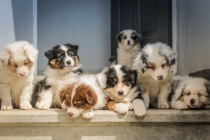 Şcoala iubitorilor de animale. Cum deosebiţi samsarii de crescătorii responsabili (II)