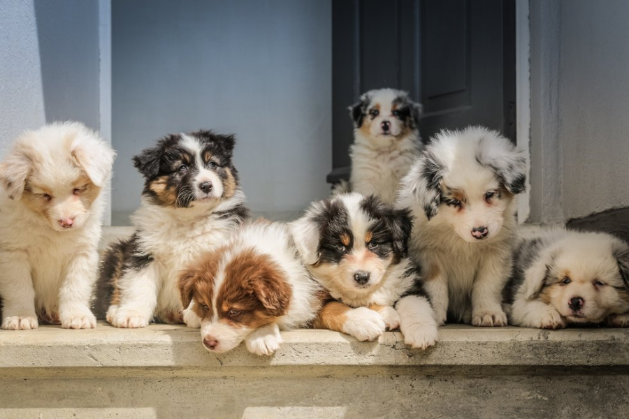 Şcoala iubitorilor de animale. Cum deosebiţi samsarii de crescătorii responsabili (II)