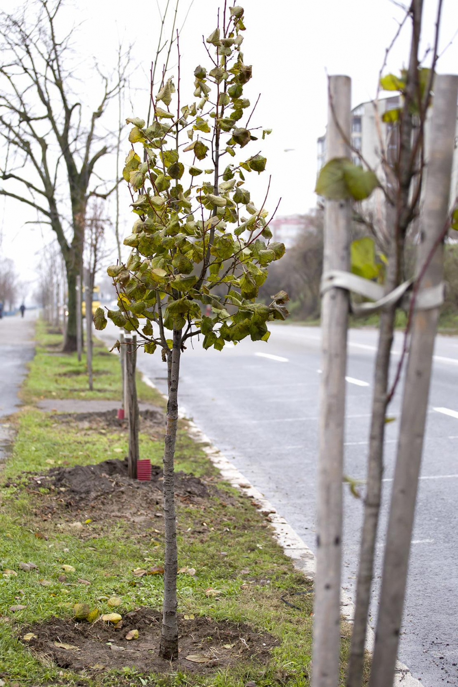 Ce tratamente au primit arborii plantaţi în această toamnă