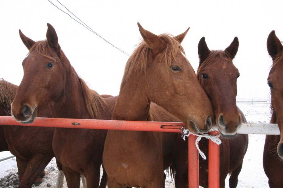 Buzoienii iau bani pentru caii de rasă de la Tuluceşti (GALERIE FOTO)