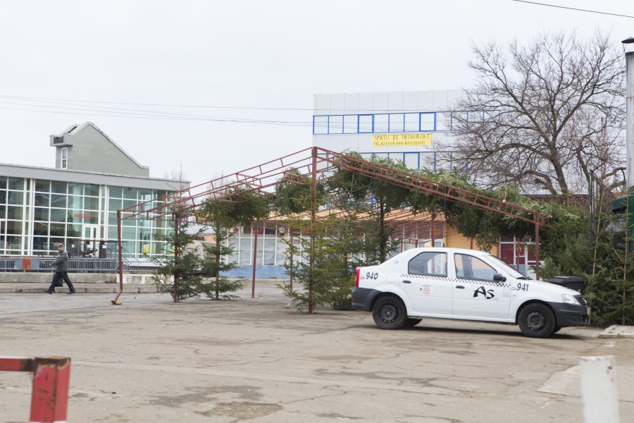 Ofertă mare, cerere puţină / Mulţi brazi abandonaţi în pieţele gălăţene