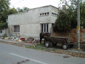 Semnale pentru municipalitate: Cu calul la păscut pe Morilor, printre gunoaie 