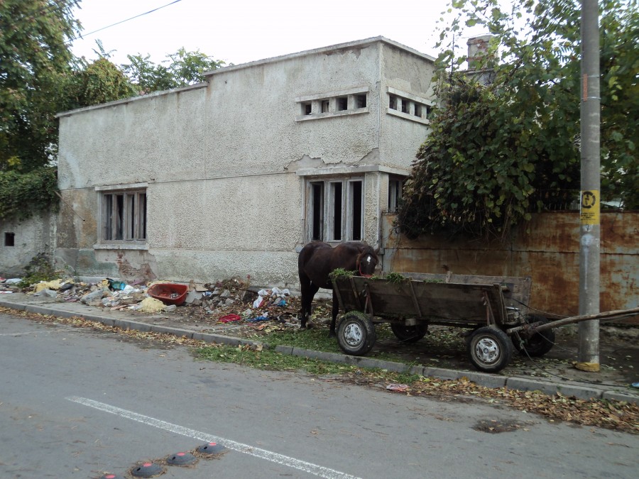 Semnale pentru municipalitate: Cu calul la păscut pe Morilor, printre gunoaie