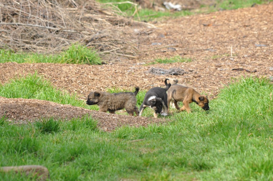 ECOSAL are liber să alerge după câinii din Grădina Botanică/ Cinci MAIDANEZI agresivi au fost capturaţi