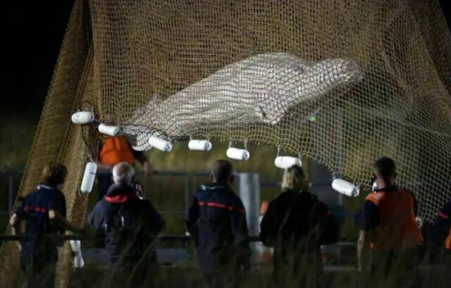 Beluga rătăcită pe Sena a murit