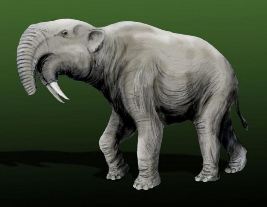 DESCOPERIRE FABULOASĂ: Elefant preistoric găsit la Vaslui