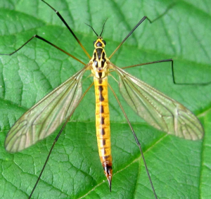 Nephrotoma cornicina - &quot;Crane Fly&quot;