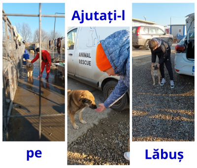 Elevii de la Liceul „Aurel Vlaicu”, în sprijinul animalelor de la „Ajutați-l pe Lăbuș”