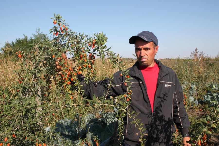 (FOTO) Agricultură în stil chinezesc. Gălăţenii plantează GOJI