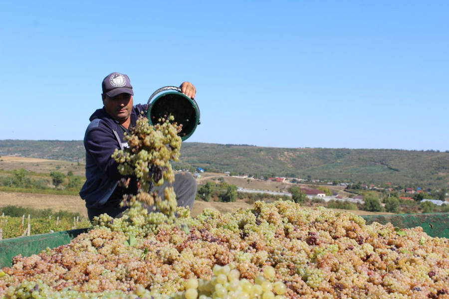 Dealurile Bujorului, în febra culesului. De câţi struguri ai nevoie pentru un milion de litri de vin (FOTO)