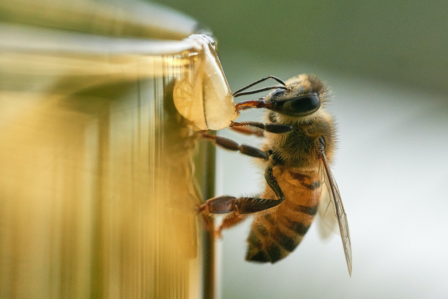 România, liderul stupilor de albine din UE