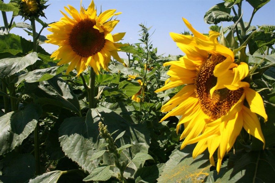 La Ghidigeni, floarea s-a deschis către soare