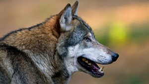 Lupii, în pericol de extincție din cauza câinilor hoinari