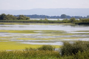 Ziua Mondială a Zonelor Umede/ APEL pentru renaturarea zonelor desecate