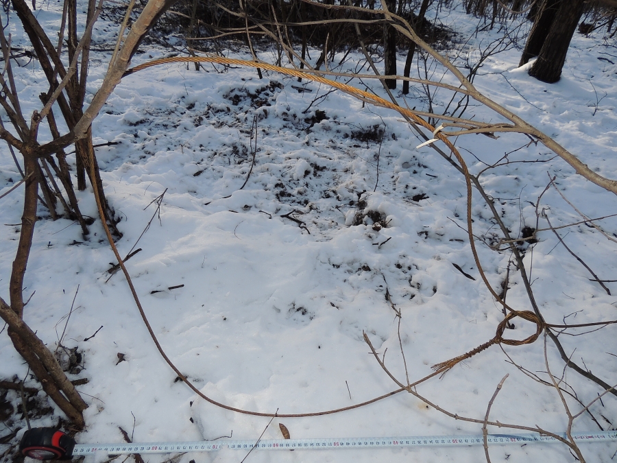 PRACTICI BARBARE de UCIDERE a animalelor din pădurile gălăţene. Mistreţii, cei mai vânaţi