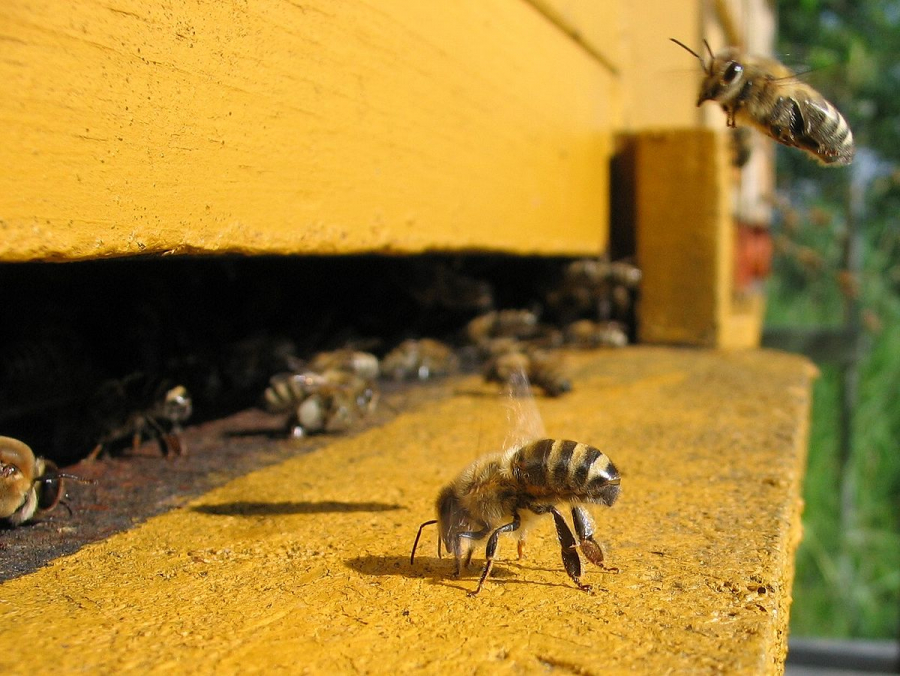 Ce s-ar întâmpla dacă albinele ar dispărea. Efecte dezastruoase asupra alimentației