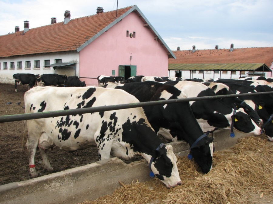 Statul va sprijini cu câte 50.000 de euro înfiinţarea a 1.000 de ferme familiale