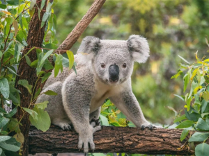 Coridor din copaci pentru salvarea koala