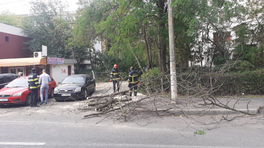 Copac căzut peste mai multe mașini, în Micro 17 (VIDEO)