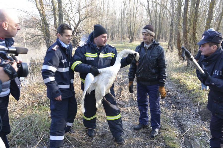 Lebădă salvată de pompieri de pe râul Prut