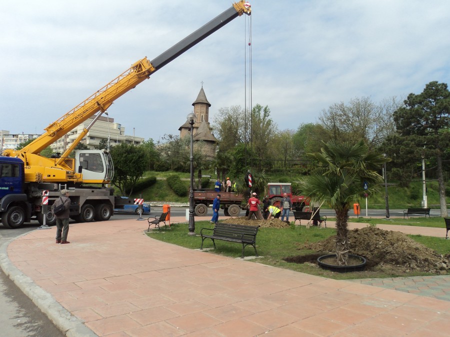 Palmierii de pe Brăilei, transferaţi la Elice