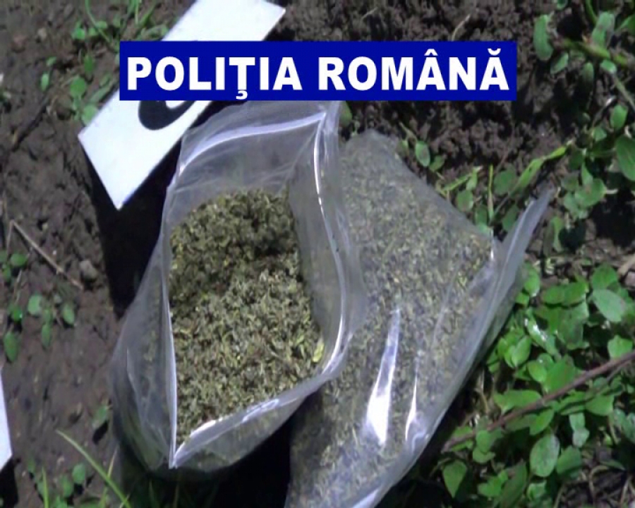 Pedepse mici pentru traficanţii de ETNOBOTANICE