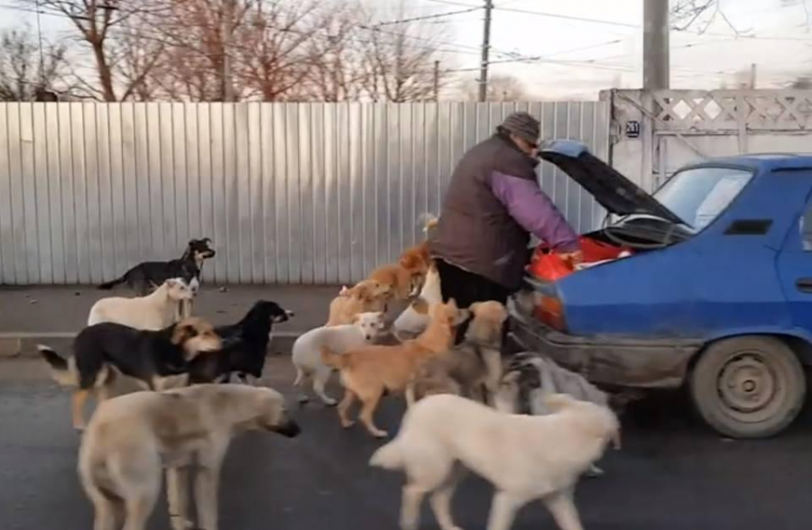 Ospăţ canin din portbagajul maşinii. Maidanezii, hrăniţi cu inconştienţă şi vid legislativ (VIDEO)
