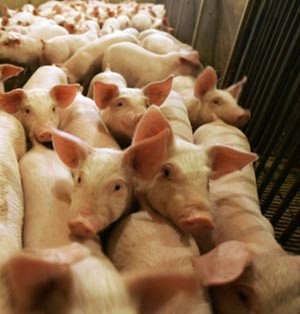 Veste bună pentru fermierii gălăţeni: Bani pentru bunăstarea porcinelor 