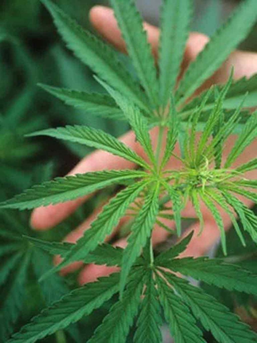 (VIDEO) Plantaţie de CANNABIS descoperită într-o vie! Poliţiştii au confiscat DROGURI de peste 150.000 de lei
