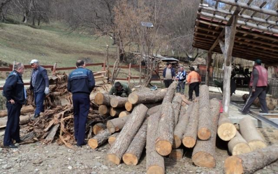 Nordul judeţului, defrişat de bande organizate