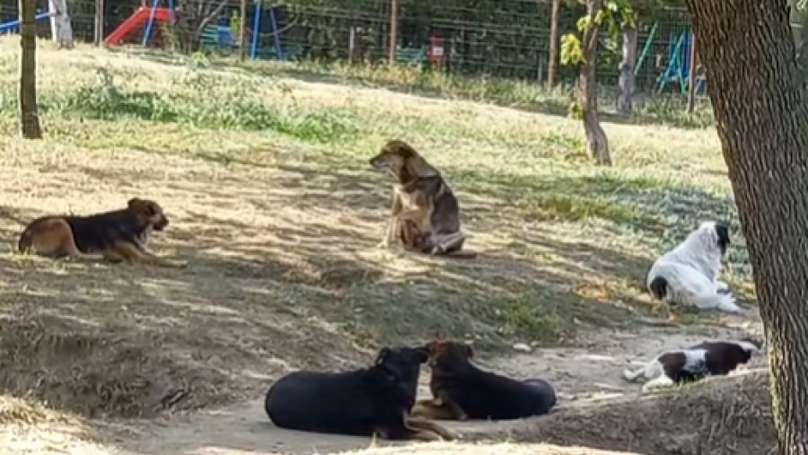 Oameni speriați de haitele de câini din parcul de la Turnul TV