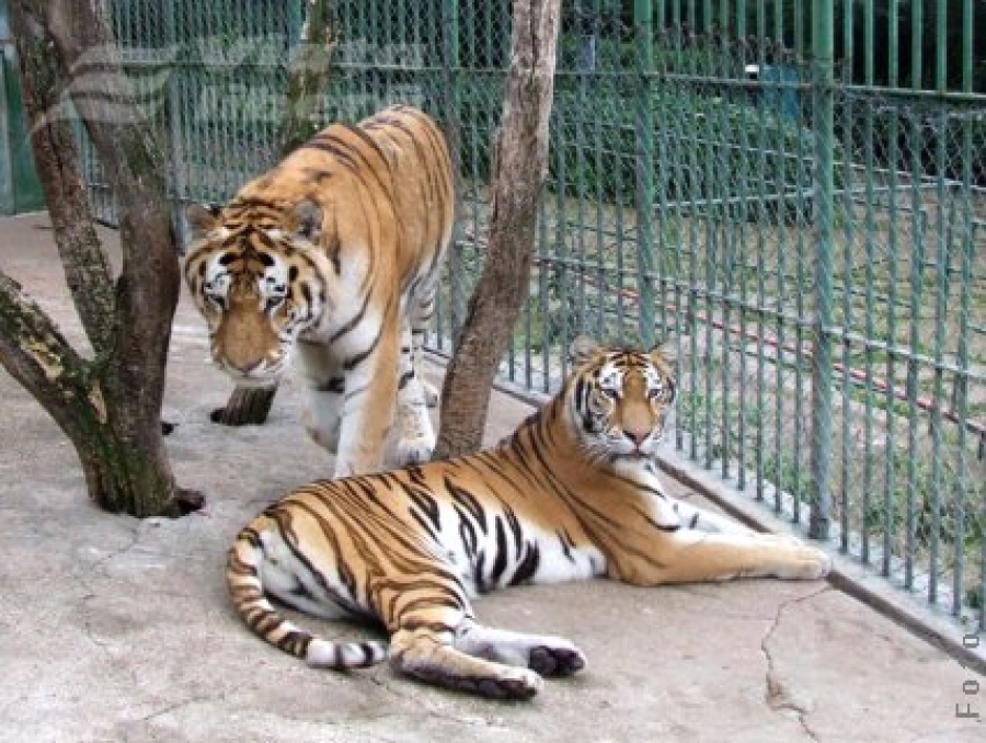 Astăzi, intrare liberă la Grădina Zoologică 