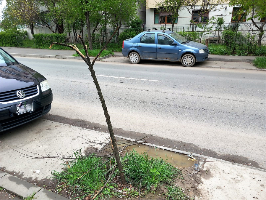 De Ziua Pământului, doi copaci rupți pe strada Oltului, ca să facă loc unor mașini