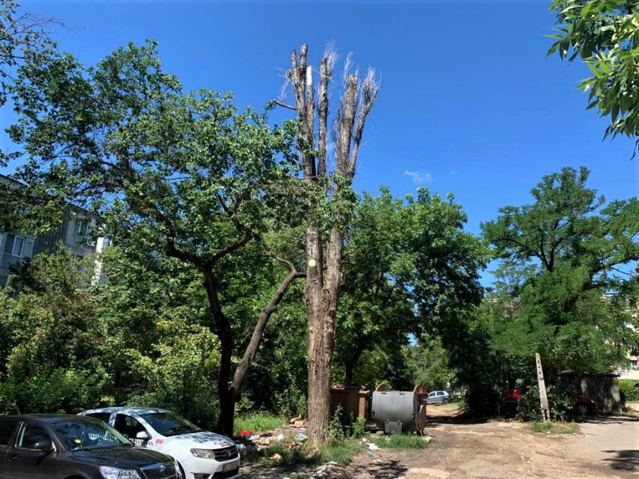 Copacii uscați pun în pericol oamenii pe strada Regiment 11 Siret