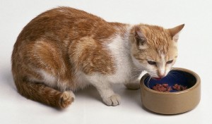 Sfaturi - Şcoala iubitorilor de animale