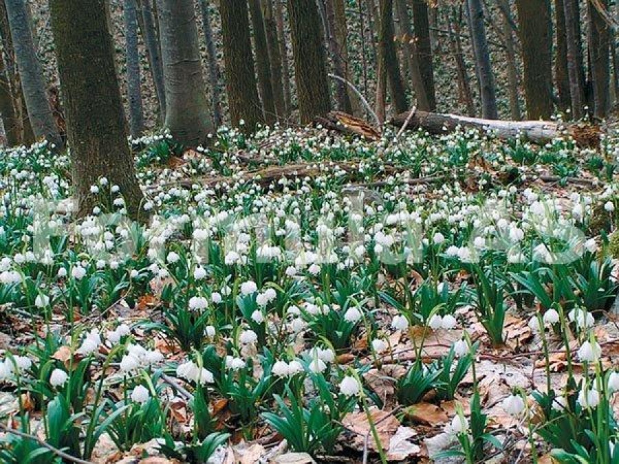 Paradisul ghioceilor de pe Platoul Vârtoapelor