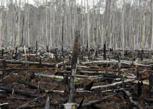 Google a lansat un observator mondial al despăduririlor
