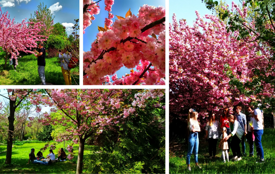 Gălăţeni cu capu-n... flori. Fotoreportaj în Grădina Botanică