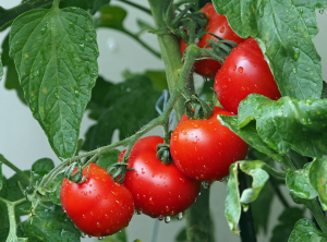 Tomate fără risc pentru consumatori